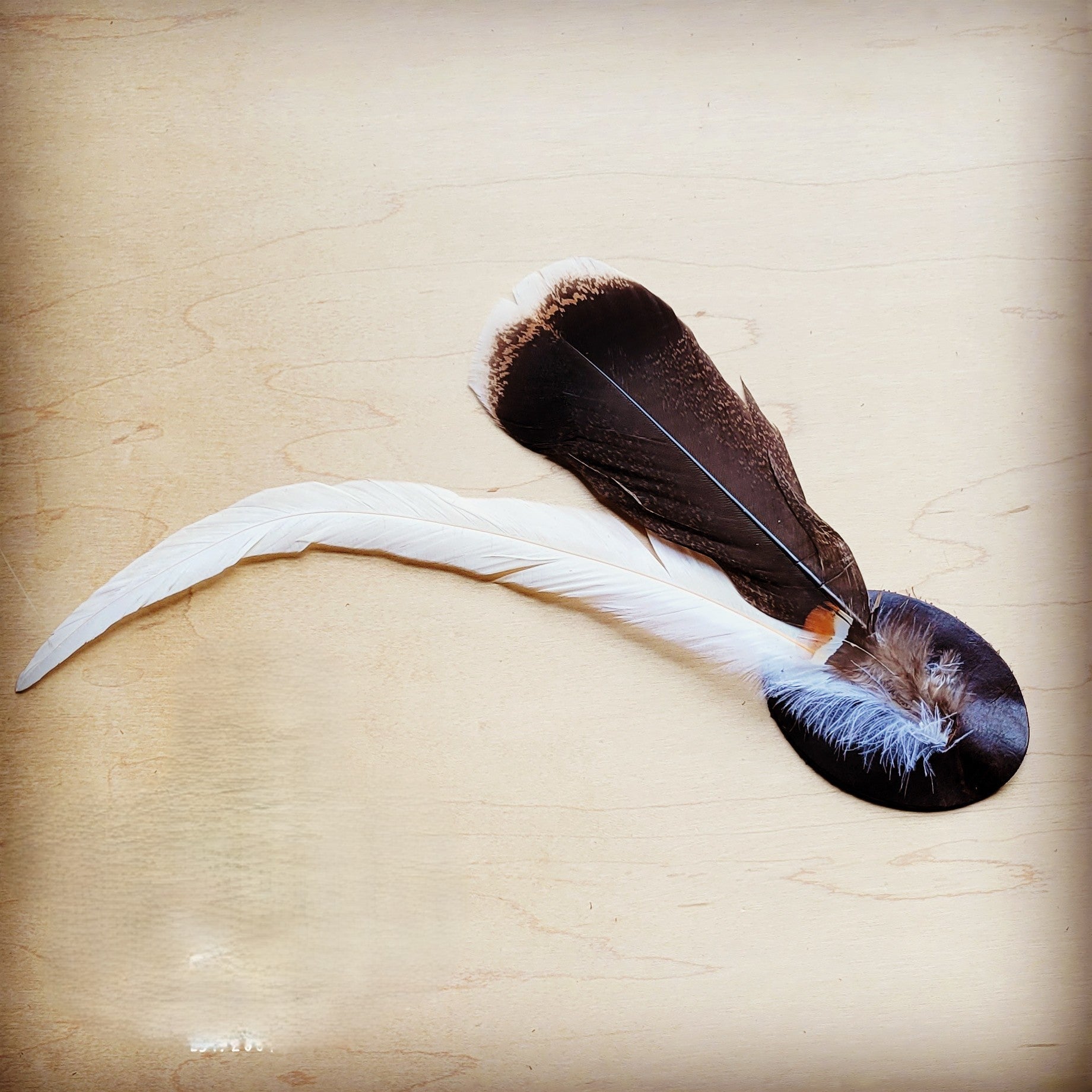 **Turkey & Long White Feather Hat Band (Band Only) 983q